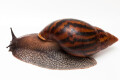 Achatina achatina achatina Ghana typ 2a adult import